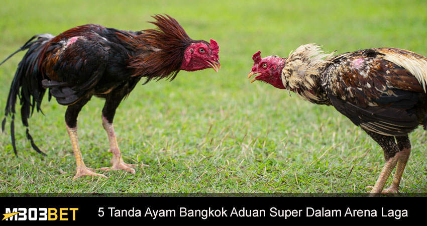 Ayam Bangkok Aduan Super