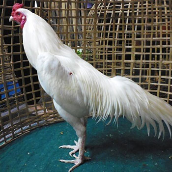 Ayam Bangkok Putih Kinantan