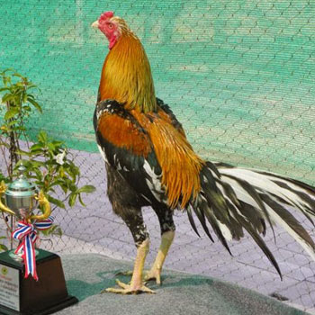 Ayam Bangkok Wiring
