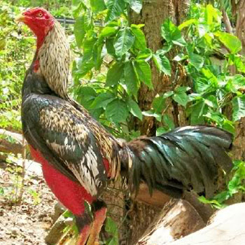 Ayam Brazil
