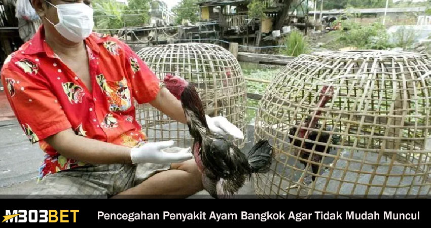 Pencegahan Penyakit Ayam Bangkok