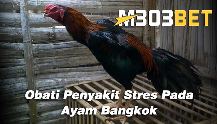 Stres Ayam Bangkok